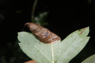 <i>Parornix anglicella</i>