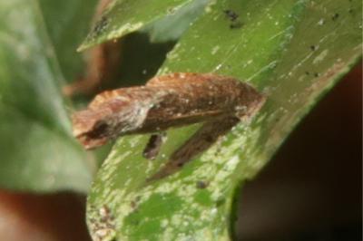<i>Coleophora</i>