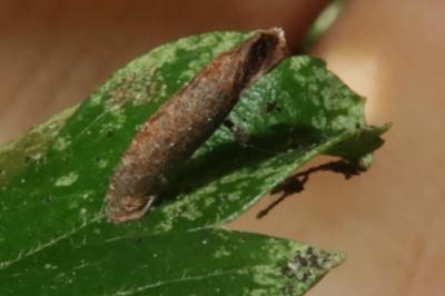 <i>Coleophora</i>