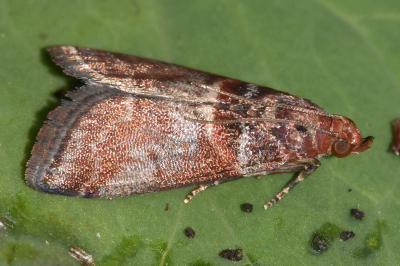 <i>Acrobasis advenella</i>