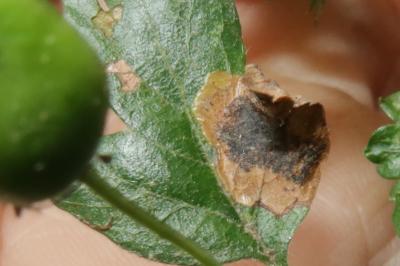 <i>Stigmella paradoxa</i>
