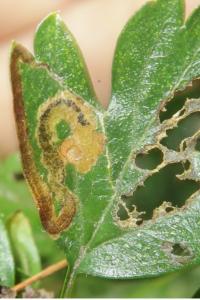 <i>Stigmella oxyacanthella</i>
