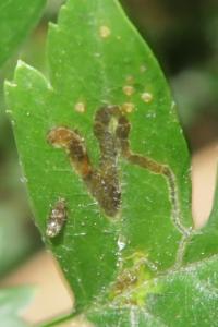 <i>Stigmella</i>