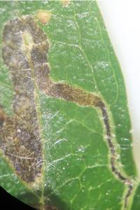 <i>Stigmella</i>