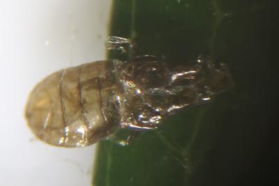 <i>Stigmella</i>