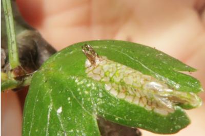 <i>Phyllonorycter oxyacanthae</i>
