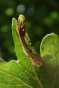 <i>Phyllonorycter oxyacanthae</i>