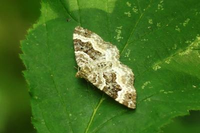 <i>Epirrhoe alternata</i>