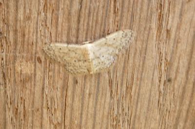 <i>Idaea seriata</i>