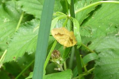 <i>Camptogramma bilineata</i>