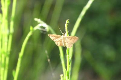 <i>Idaea ochrata</i>