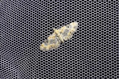 <i>Eupithecia pulchellata</i>