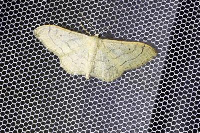 <i>Idaea aversata</i>