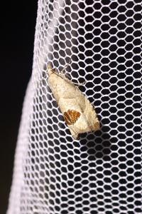 <i>Notocelia uddmanniana</i>