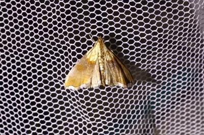 <i>Agrotera nemoralis</i>