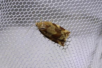 <i>Archips xylosteana</i>