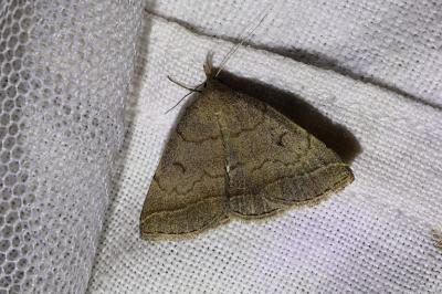 <i>Zanclognatha lunalis</i>