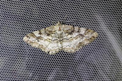 <i>Alcis repandata</i>