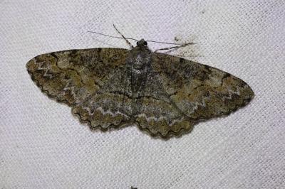 <i>Alcis repandata</i>