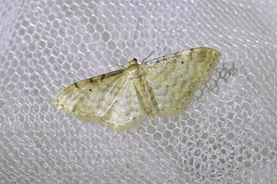 <i>Idaea fuscovenosa</i>