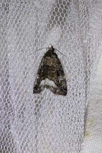 <i>Deltote pygarga</i>