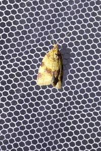 <i>Epagoge grotiana</i>