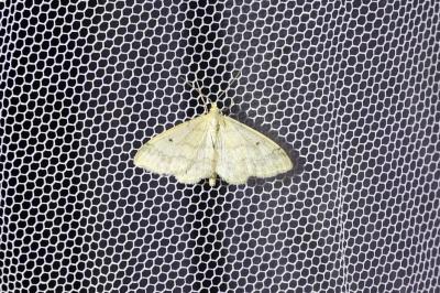 <i>Idaea biselata</i>