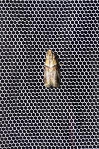 <i>Acrobasis repandana</i>