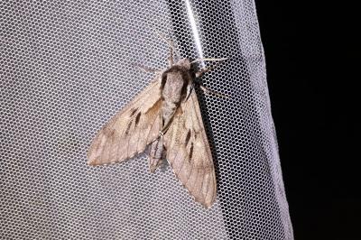 <i>Hyloicus maurorum/pinastri</i>