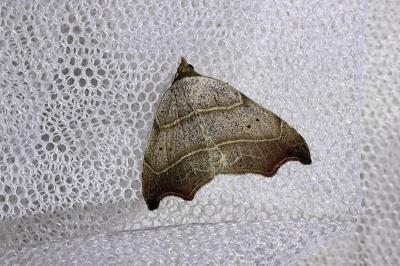 <i>Laspeyria flexula</i>