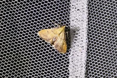 <i>Endotricha flammealis</i>