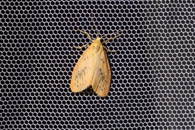 <i>Miltochrista miniata</i>