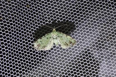 <i>Pasiphila rectangulata</i>