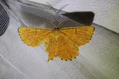 <i>Angerona prunaria</i>