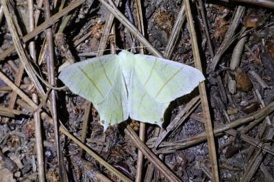<i>Ourapteryx sambucaria</i>