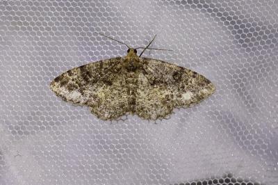 <i>Parectropis similaria</i>