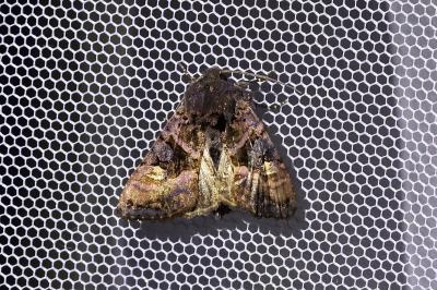 <i>Euplexia lucipara</i>