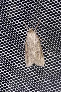 <i>Pachycnemia hippocastanaria</i>