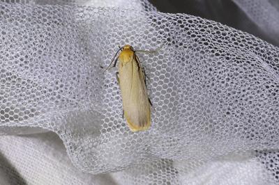 <i>Katha depressa</i>