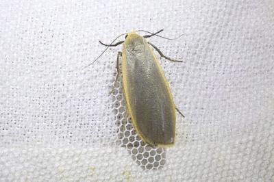<i>Collita griseola</i>