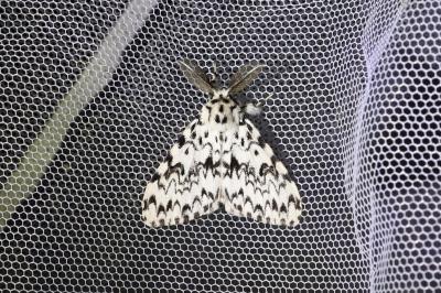<i>Lymantria monacha</i>
