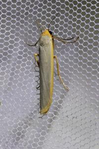 <i>Manulea complana</i>