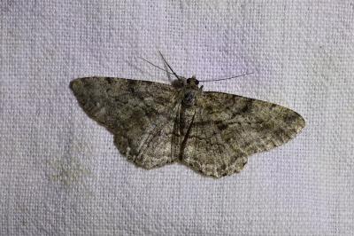 <i>Peribatodes rhomboidaria</i>
