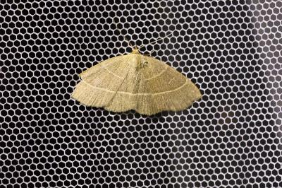 <i>Trisateles emortualis</i>