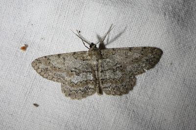 <i>Hypomecis punctinalis</i>