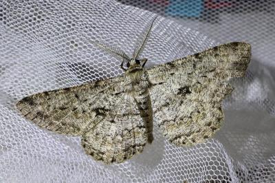 <i>Hypomecis roboraria</i>