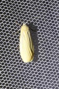 <i>Wittia sororcula</i>