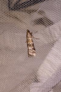 <i>Dioryctria abietella</i>