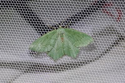 <i>Hemithea aestivaria</i>