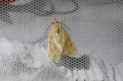 <i>Cosmia trapezina</i>